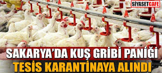 Sakarya Da Kus Gribi Suphesi 700 Bin Tavuk Telef Oldu