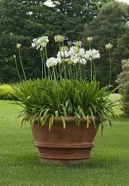 Carex Garden Design By Carolyn Mullet Plants Garden Containers Container Gardening