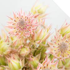 Check spelling or type a new query. Protea Blushing Bride Flowers Wholesale Info Holex Flower