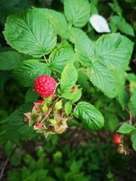 Image result for Rubus iringanus
