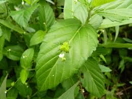 Image result for Caperonia