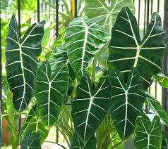 Polynesian Produce Stand Plants That Like Shade Large Leaf Plants Alocasia Plant