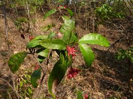 Image result for Rhabdophyllum welwitschii