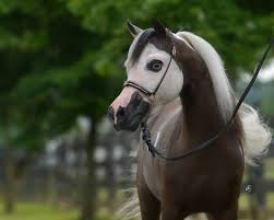 Rasa cailor pur sange arab isi are originile in orientul mijlociu si este printre cele mai vechi rase de cai domesticite. Pur Sange Arab Arab Rasa ArabÄƒ PrinÈ›ul Hergheliilor