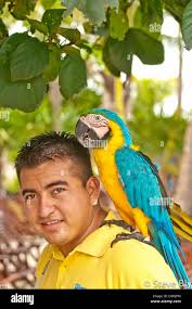 Maya birds hi-res stock photography and images