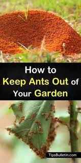 If you don't have chalk, buy ground cinnamon, cayenne pepper, curry powder or baby powder and use them the same way. 8 Effective Ways To Keep Ants Out Of Your Garden