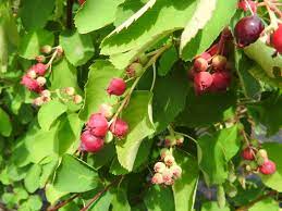 Sonstige früchte gibt es bei baumschule horstmann, dem pflanzenversender in deutschland. Baumschule Eggert Blutenstraucher Baumschulen Heckenpflanzen Saskatoon Beere Saskatoon Amelanchier Alnifolia In Unserem Online Shop Gunstig Bestellen