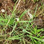 Image result for Chlorophytum africanum