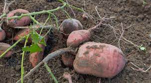 Water frequency depends upon the type of container selected. How To Grow Sweet Potato Slips In Containers