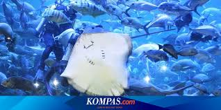 Tiket masuk sondokoro 2021 / harga tiket agrowisata amanah karanganyar archives traveling co id situs berbagi informasi seputar wisata. Promo Harga Tiket Masuk Sea World Januari 2021 Mulai Dari Rp 115 000 Halaman All Kompas Com