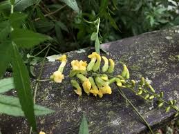 Image result for Dumasia