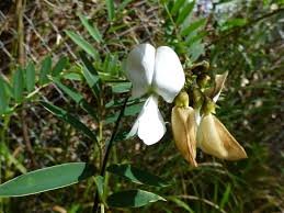 Image result for Tephrosia radicans