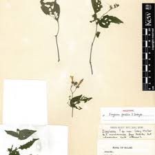 Image result for Isoglossa laxiflora