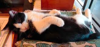 Look at pictures of puppies in surprise who need a home. Sun Cities 4 Paws Rescue Inc A No Kill Shelter And Rescue Organization For Cats Kittens