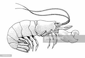 Image result for photos Pistol Shrimp