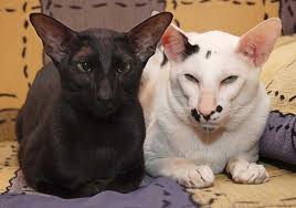 orientalnaya koshka vse o koshke foto opisanie porody harakter cena