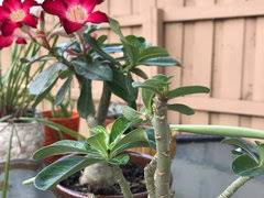 Spanish florida was established in 1513, when juan ponce de león claimed peninsular florida for spain during the first official european expedition to north america. I Have A Seed Pod On My Desert Rose
