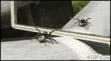 Upload, livestream, and create your own videos, all in hd. Spider Dance Gifs Tenor