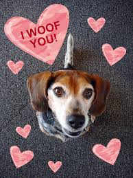 Beagle Valentines Day Beagle Puppy ...