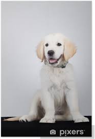 He is quite popular in his neighborhood and has been accepted by the local dog park. Adorable Golden Retriever Puppy Sitting Poster Pixers We Live To Change