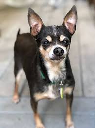 At finde det rigtige nye familiemedlem kan være en proces. Adopt Frank On Petfinder Dog Adoption Pet Adoption Animals