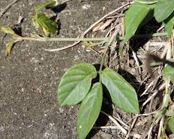 Image result for Teramnus labialis