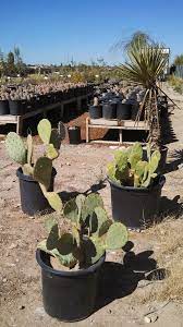 We send seeds to all countries on the world, any permits are not usually necessary. A Unique Local Nursery It S A Dry Heat