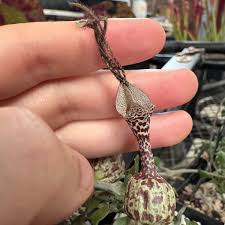Image result for Ceropegia haygarthii