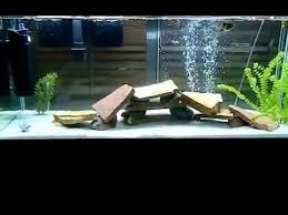 Clear aquarium water is not difficult to achieve as long as. Fish Tank Is Cloudy 1 50 Watch This Get Clear Awesome Youtube