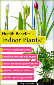 Health Benefits Of Indoor Plants Plants Indoor Plants Best Indoor Plants