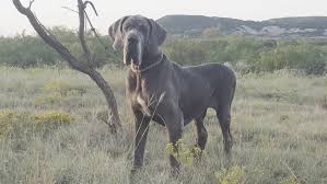 Male and female great dane puppies available. Beefcakedanes European Great Danes