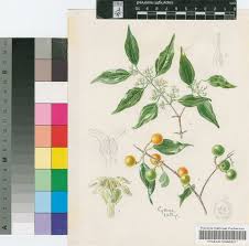 Image result for Strychnos usambarensis