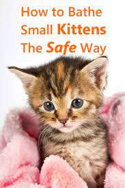 How To Bathe Small Kittens The Safe Way Thecatsite Articles