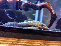 オトシンプレコ | プレコはともだちこわくないよ