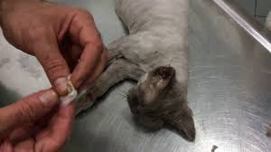 Kedi Kulak Temizleme Youtube