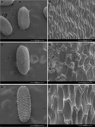 Image result for Gunillaea rhodesica