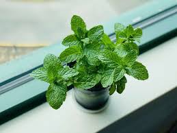 Mint can quickly take over a garden bed if left unchecked. How To Grow Peppermint Plant Happy Diy Home