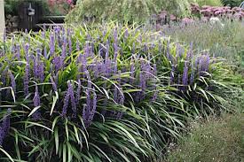 Perché prima di piantarla nel terreno, dovete smuovere molto le. Piante Da Giardino 10 Varieta Sempreverdi E Con Fiori