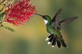 Find out what other flowers to grow beside begonias to lure hummingbirds to your garden! Hummingbirds Have Returned To Colorado And Now I M A Bird Watcher