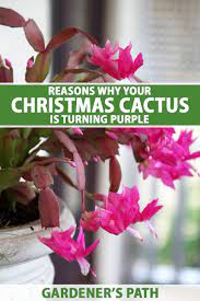 The purple streaks may mean its already too late and a fungal infection or rot has already set in and the plant will just die, but if you want to try and save it, follow the advice given above. Why Is My Christmas Cactus Turning Purple Gardener S Path