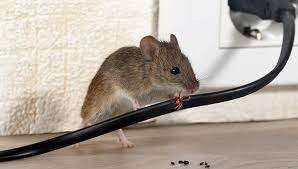 How do i know if i have termites? Whether You Re Home Or Away The Mice Will Play The Agent Insurance
