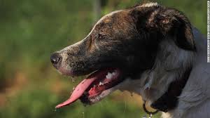 The pet food pantry of oklahoma city oklahoma alliance for animals Pet Angels Rescue Offering Pet Food Assistance To Furloughed Federal Employees Kfor Com Oklahoma City