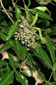 Image result for Searsia gueinzii