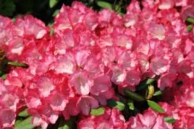 Rhododendron Y Fantastica Rhododendron Shrubs Azaleas
