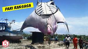 Laut yang merupakan sekumpulan air asin mempunyai luas hingga menutupi 2/3 dari luas permukaan bumi. Kalian Tidak Akan Percaya Hewan Laut Terbesar Di Dunia Ini Benar Ada Dan Pernah Tertangkap Youtube