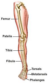 Born in two parts, over the shinbone, the larger and the stronger of the two bones that make up the bones of the leg below. Human Foot Bones Labeled Leg Anatomy Anatomy Bones Human Leg