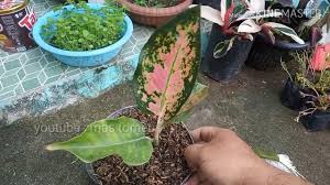 Mengatasi ujung daun durian yang mengering. Mengatasi Aglonema Pucuk Daun Kering By Mas Tomen