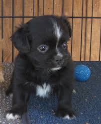 Shorkie Ready To To Home With Some One On Feb 7 250 229 246 6072 Pets Puppy Love Big Forehead