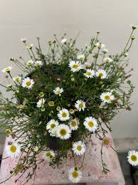 Image result for Erigeron karvinskianus