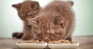 Our Team Of Experts Has Selected The Best Cat Foods Out Of Hundreds Of Models Don T Buy Cat Food Before Reading These Revie Best Cat Food Feeding Kittens Cats
